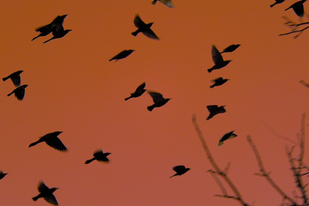 The Birds